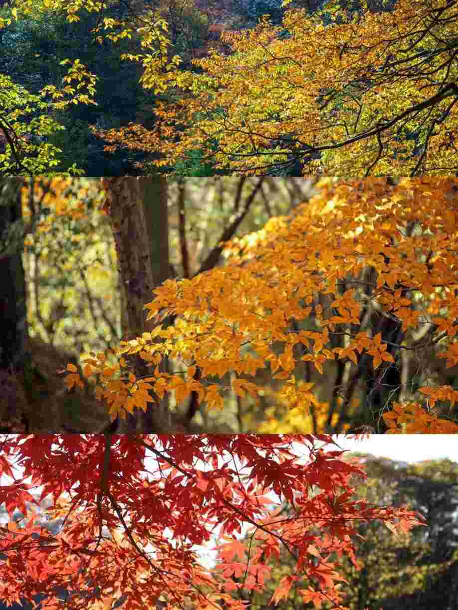 秋天还有什么景色，最美秋色top1！打卡彩林仙境、美食古城，看啥攻略，这篇就够了_https://www.ybmzs.com_游戏攻略_第29张